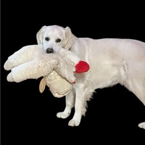 Cuteness overload video . NOT REALLY FOR
SALE…EVER